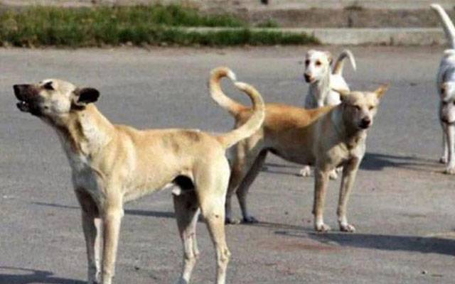 آوارہ کتوں کے کاٹنے سے 8 سالہ بچہ زندگی کی بازی ہار گیا