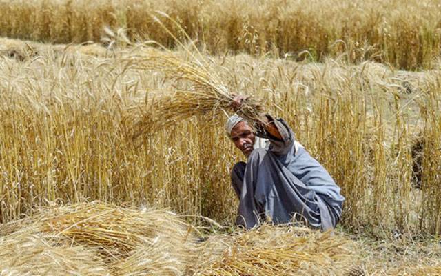 Wheat procurement , Punjab wheat yield, Malik Ahmad Khan, City42, Wheat Price decreased, City42, Grain Market