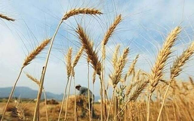 نئی حکومت نے 6 لاکھ 91 ہزار 136 میٹرک ٹن گندم درآمد کی ،ادارہ شماریات