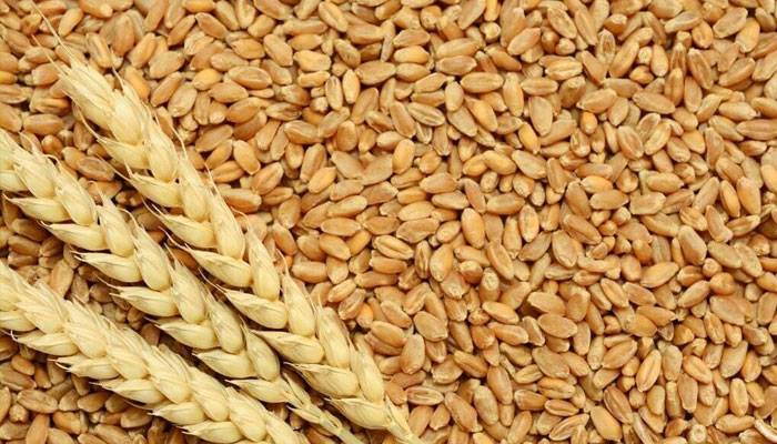 Wheat Import Pakistan, Federal Government investigation, Ex Interim Prime Minister Anwar ul Haq Kakar, City42