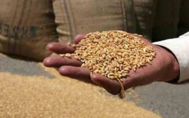 کیڑوں والی گندم کی امپورٹ پر وفاقی وزیر رانا تنویر کا نوٹس 