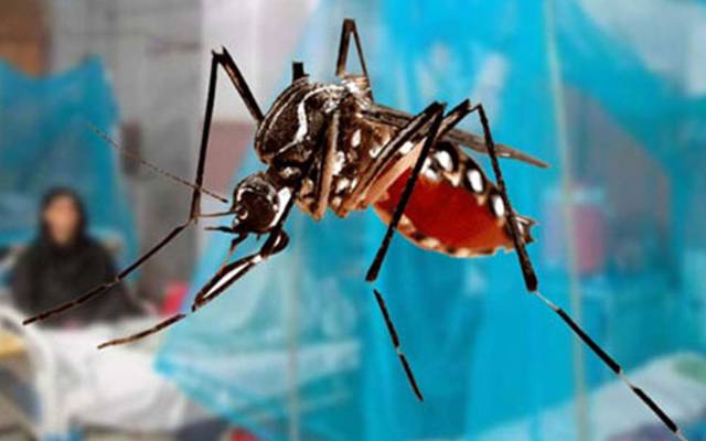لاہور ؛ ڈینگی کے مزید 2 نئے مریض رپورٹ