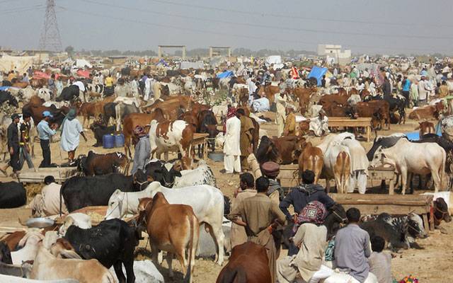  پنجاب حکومت کا قربانی کے جانوروں کے سیل پوائنٹس پر کوئی فیس نہ لینے کا فیصلہ 