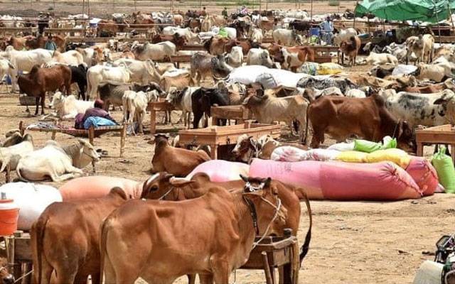 عیدلااضحی سے پہلے شہر میں کتنی مویشی منڈیاں قائم کی جائیں گی؟