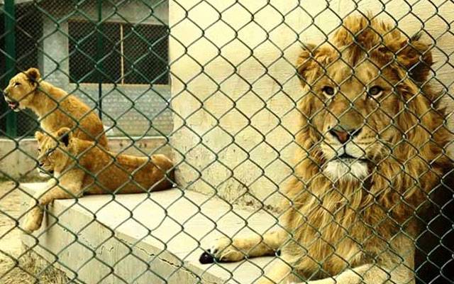 گرمی کی شدت بڑھنے  کے بعد لاہور سفاری زو  میں جنگلی جانوروں اورپرندوں کو موسمی اثرات سے بچانے کے لیے انتظامات مکمل کرلیے گئے۔  