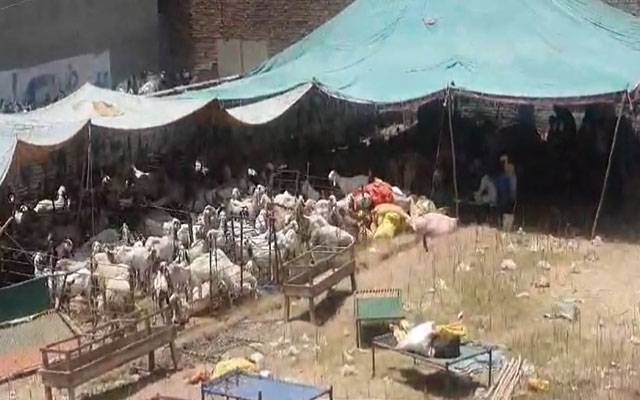 شہر میں دفعہ 144 کی خلاف ورزی ، غیر قانونی مویشی منڈیاں قائم 
