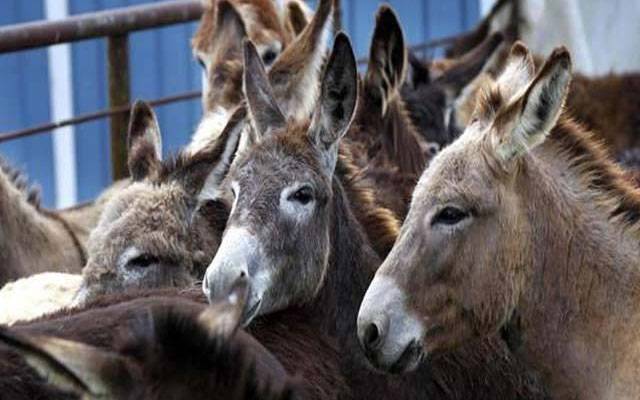  ملک میں ایک سال کے دوران گدھوں کی تعداد میں ریکارڈ اضافہ 
