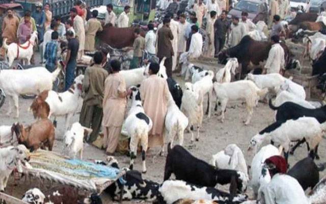 لاہور کےعلاقے این ایف سی میں بھی مویشی منڈی سج گئی