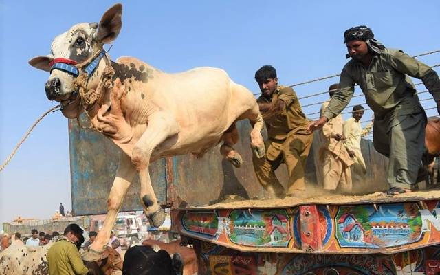 جانوروں کی گھروں تک منتقلی، پک اپ والے 5 ہزار روپے مانگنے لگے