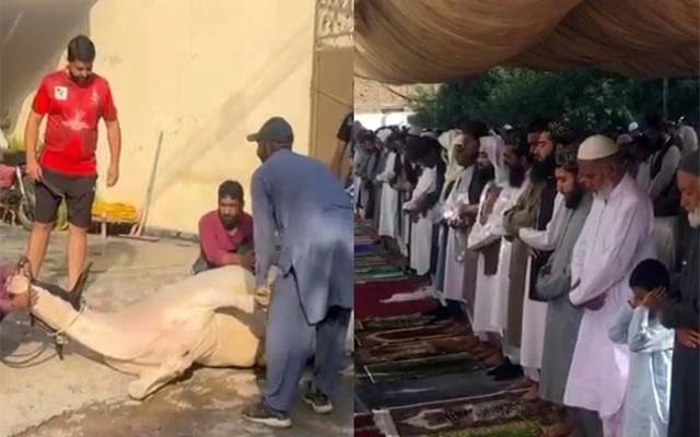 ملک بھر میں عیدالاضحیٰ مذہبی جوش و جذبے سے منائی جارہی ہے، سنت ابراہیمی کی ادائیگی کا سلسلہ جاری