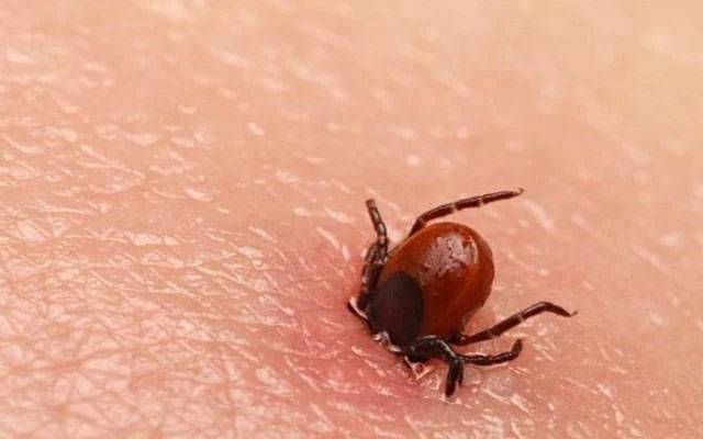 Crimean-Congo haemorrhagic fever virus, Quetta 