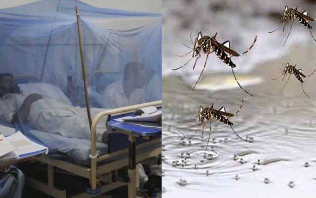  گزشتہ 24 گھنٹوں میں ڈینگی کے 128 کیسز رپورٹ 
