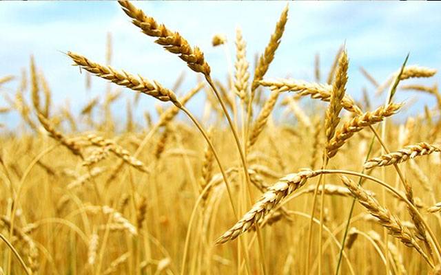 Wheat crop in Punjab, Wheat harvesting , Pedi harvesting, rice export, city42 