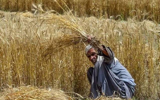 زیادہ رقبے پر گندم کاشت کرنے والے کسانوں کو انعامات سے نوازنے کافیصلہ 