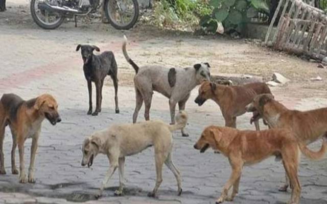 عدالت کاکتے مار مہم فوری روکنے کا حکم