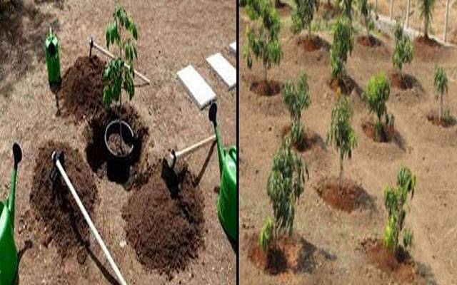 پنجاب حکومت کا سکولوں میں 17 لاکھ سے زائد پودے لگانے کا اعلان