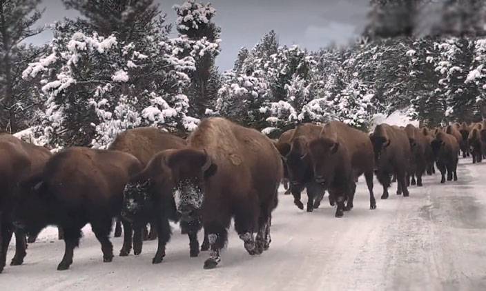 Yellowstone National Park, Bisen herd on the road, Cindy Shaffer, The USA's oldest national park, city42 