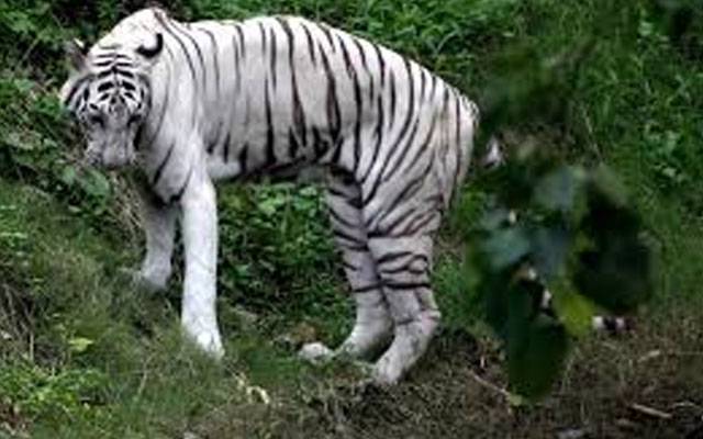 جلو سفاری پارک، سفید ٹائیگر پنجرے سے نکلنے کا واقعہ،اینمل کیپر ذمہ دار قرار 