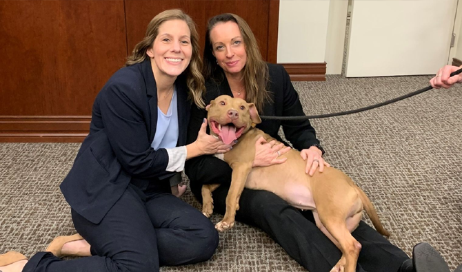 Dog Fighting, Animal cruelty, animal abuse, city42 