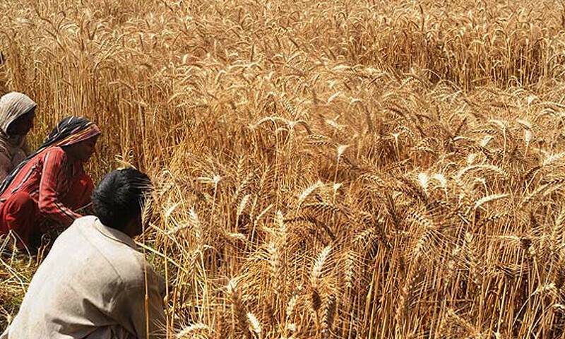 زرعی ٹیکس کی مد میں 300 ارب روپے جمع ہونے کی توقع