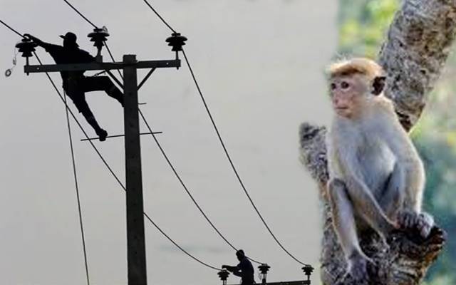  سری لنکا میں بجلی کا بریک ڈاؤن؛ ذمہ دار ایک بندر 