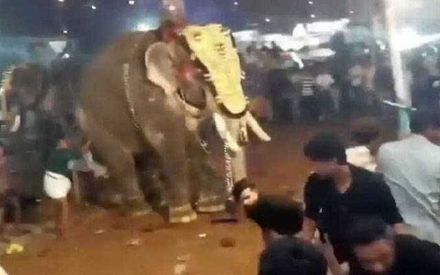 بھارت؛ مندر میں تقریب کے دوران ہاتھیوں کا حملہ، بھگڈر مچنے سے 3 افراد ہلاک 