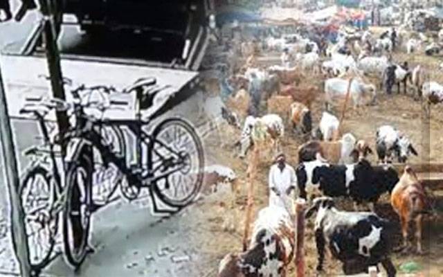  لاہور میں سائیکل اور مویشی چوری کی وارداتوں میں اضافہ 