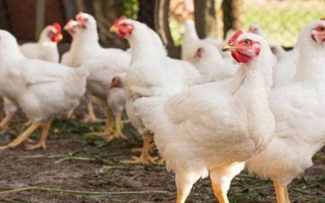  مرغی کے گوشت کی قیمتوں میں کمی نہ آسکی