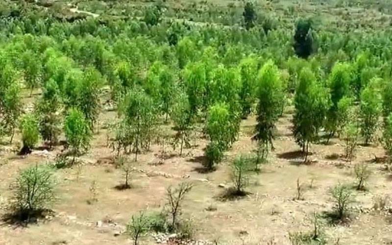 سموگ اور فضائی آلودگی کا مستقل حل ،لاہور میں قدرتی جنگل اگانے کی مہم شروع