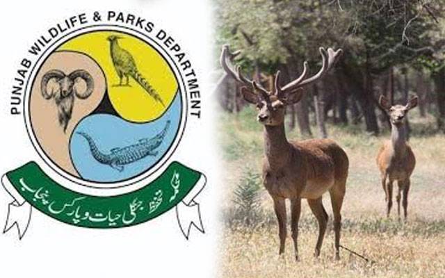 پنجاب وائلڈ لائف فورس میں پہلی بار خواتین کی شمولیت