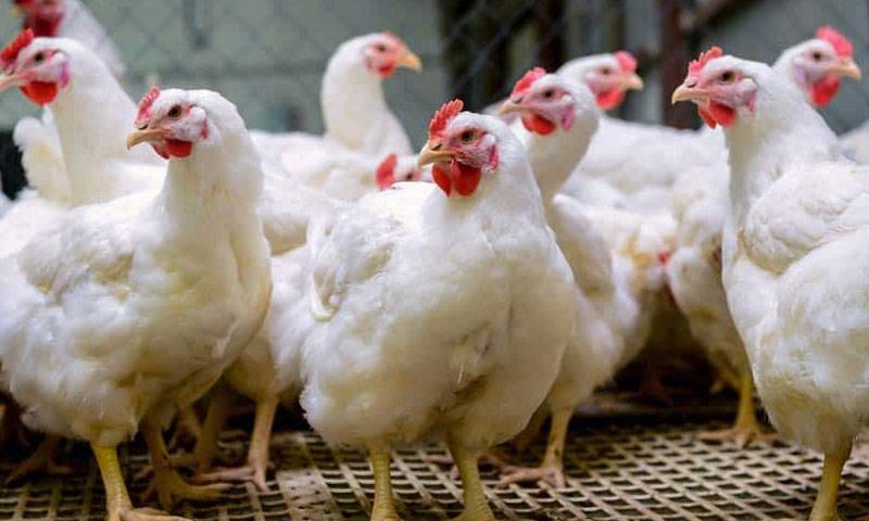 برائلر مرغی کا گوشت کتنے روپے فی کلو ہو گیا?