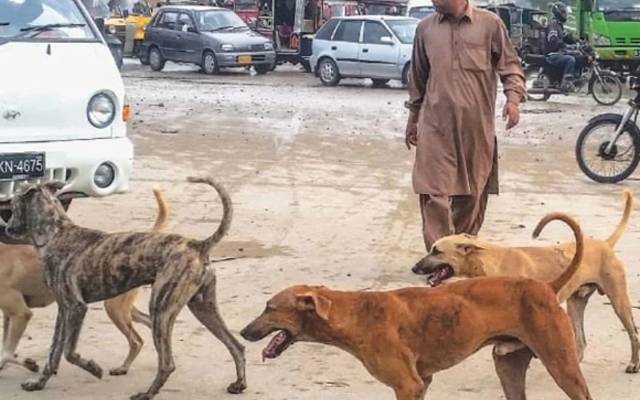 جانوروں کے حقوق کیلیے سرگرم ادارے کا آوارہ کتوں کو مارنے کی غیر قانونی مہم روکنے کا مطالبہ