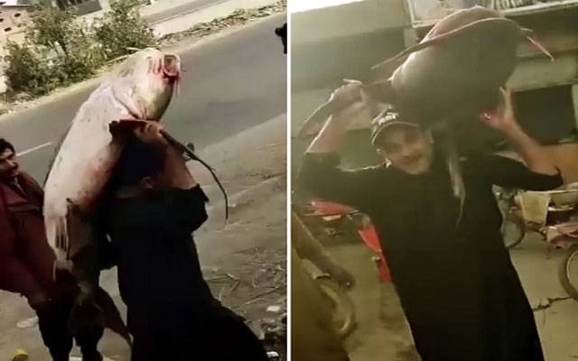 61 کلو وزنی مچھلی، ماہی گیر نے سب کو حیران کردیا 
