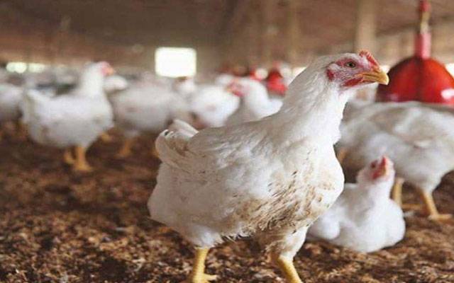 برائلر مرغی کے گوشت کی مہنگے داموں فروخت جاری