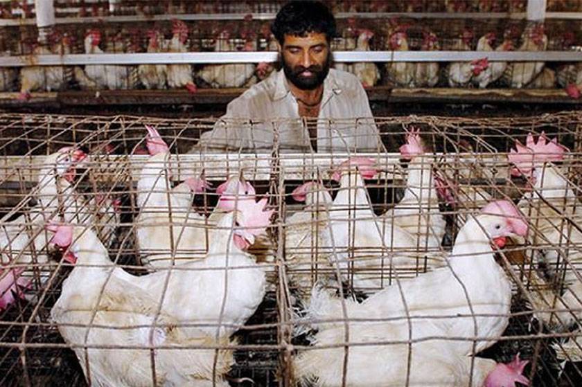  گراں فروشوں پر مقدمات، جرمانے؛ پولٹری ایسوسی ایشن ڈھال  بن گئی،  الٹی میٹم دے دیا