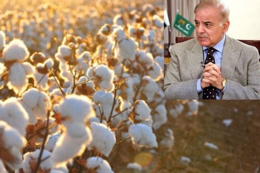 وزیراعظم شہباز نے کاٹن گروورز کو بچانے کے لئے ابتدا کر دی