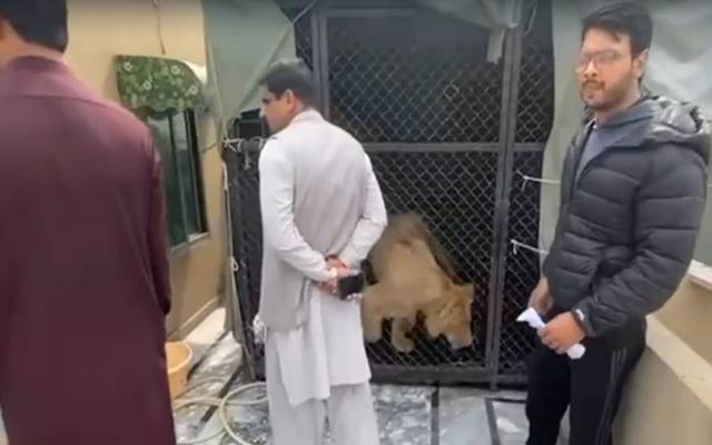بغیر لائسنس شیر رکھنے اور سیلفی بنانے پر شہری گرفتار