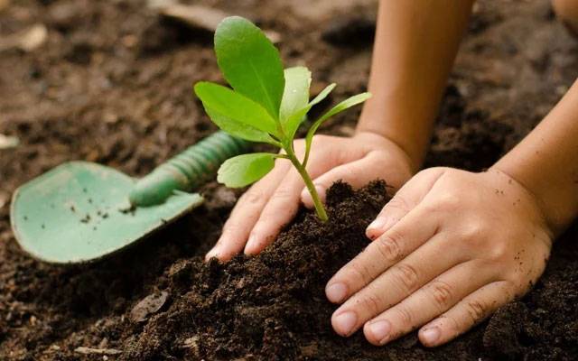 ٹیوٹا کے اداروں میں عالمی یوم جنگلات کے حوالے سے تقریبات