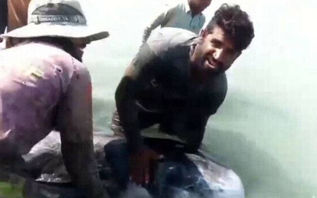 اورماڑہ بلوچستان کے ساحل پر پھنسنے والی نایاب ڈولفن کو سمندر میں چھوڑ دیا گیا