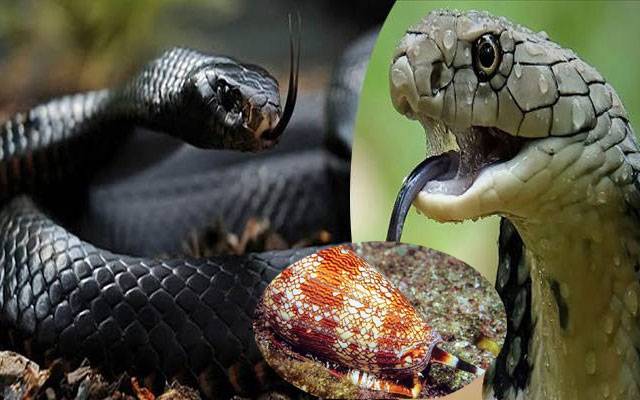  دنیا کا سب سے زہریلا جانور کونسا؟