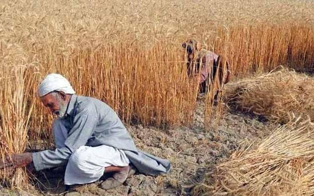 گندم کی ریکارڈ پیداوار پر حکومتِ پنجاب کا کسانوں کو تحفہ 