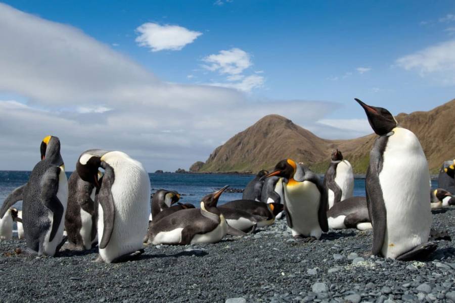 Trump Tariffs on Penguins, City42, Australian far flung Islands, Herud Island, Macdonald Islands 