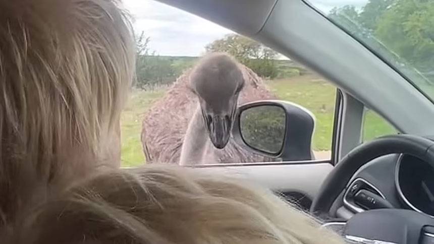 Cirt42, former British PM Boris Johnson, Ostrich, Safari 