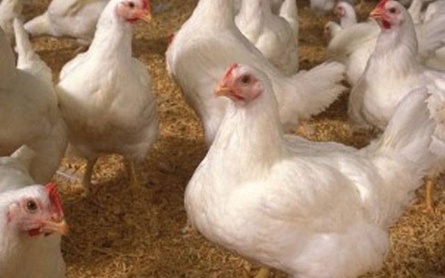 مرغی کے گوشت کی قیمت میں 100 روپے فی کلو مزید اضافہ