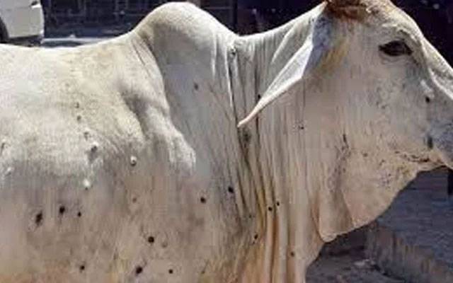  جانوروں میں لمپی کی بیماری پھیلنے کی اطلاعات