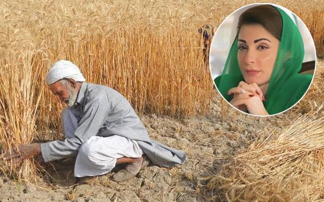 گندم کے کاشتکاروں کیلئے پنجاب کی تاریخ کا منفردپیکیج ہوگا،مریم نواز