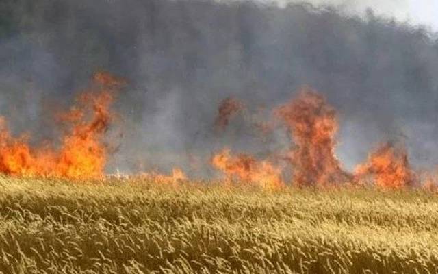 جتوئی: دس ایکڑ گندم کی تیار فصل کو آگ نے راکھ کا ڈھیر بنا دیا