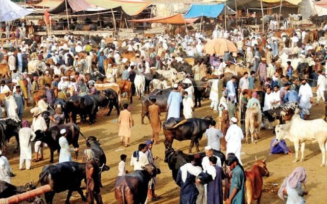 عیدالاضحی:جانو روں کی خریداری کرنے والوں کےلئے اہم خبر