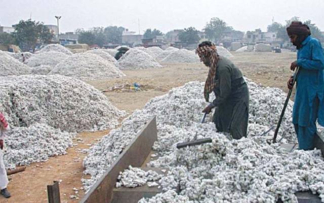  کپاس کی کاشت کے کل ہدف کا 28فیصد حاصل کرلیا گیا