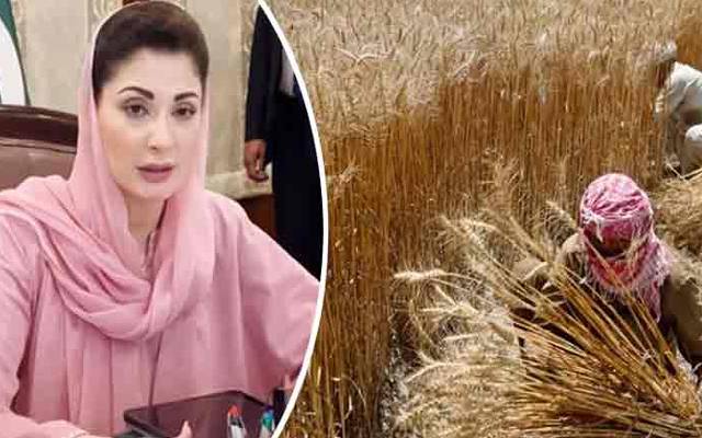 مریم نواز کی گندم خریداری کے الیکٹرونک ویئر ہاؤس ریسیٹ نظام کی منظوری 